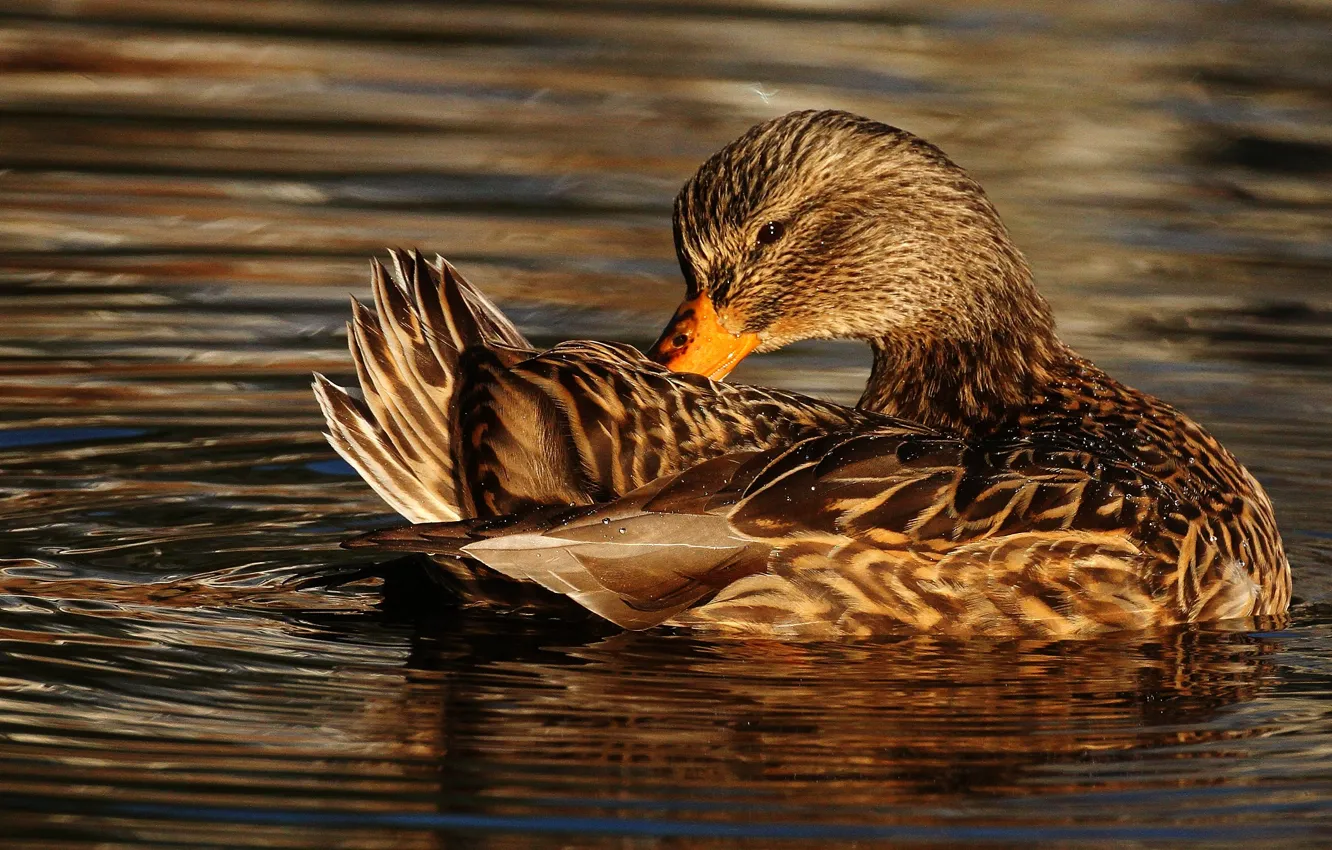 Photo wallpaper water, light, bird, duck, duck, pond, swimming, cleans