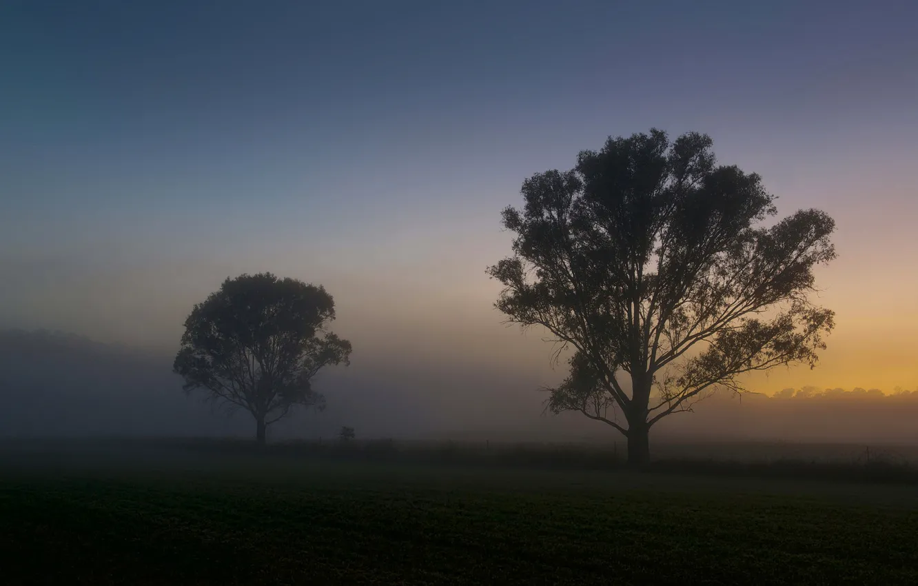 Photo wallpaper field, summer, trees, fog, dawn, morning