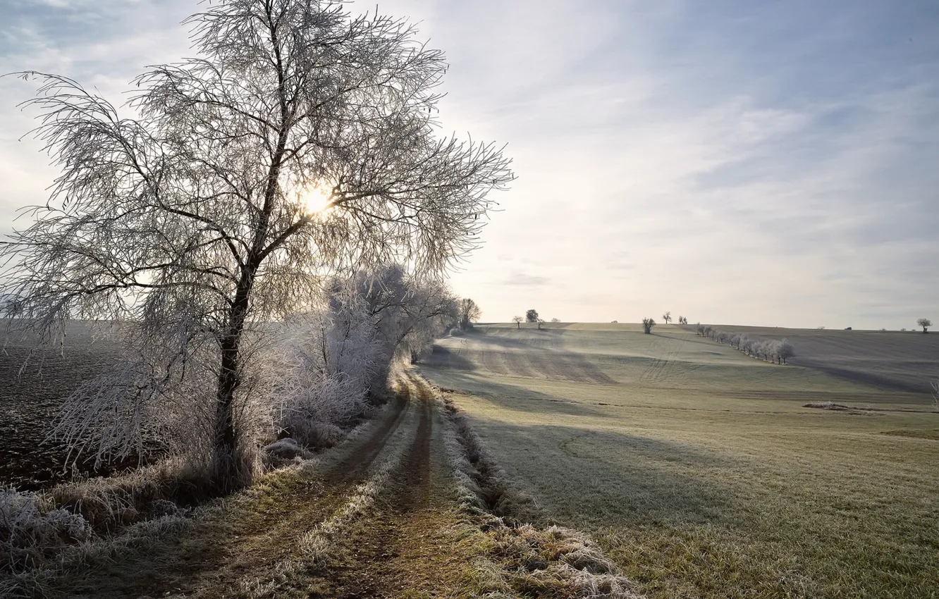 Photo wallpaper winter, frost, field, trees, morning