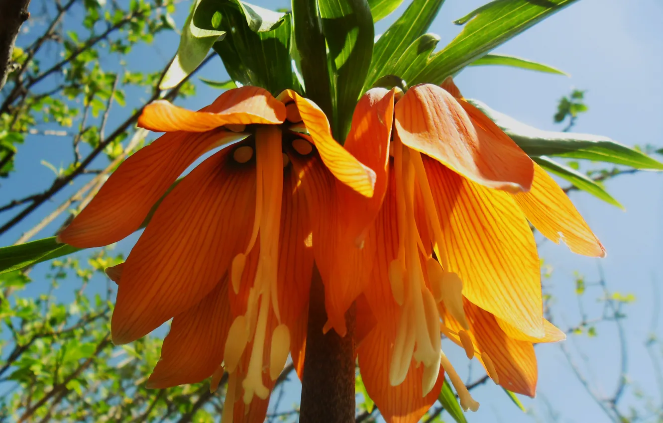 Photo wallpaper orange, spring, crown