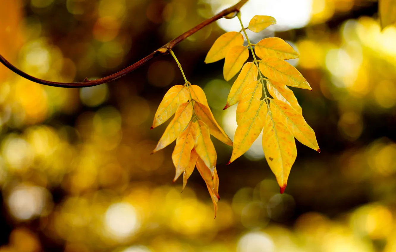 Photo wallpaper autumn, leaves, glare, branch
