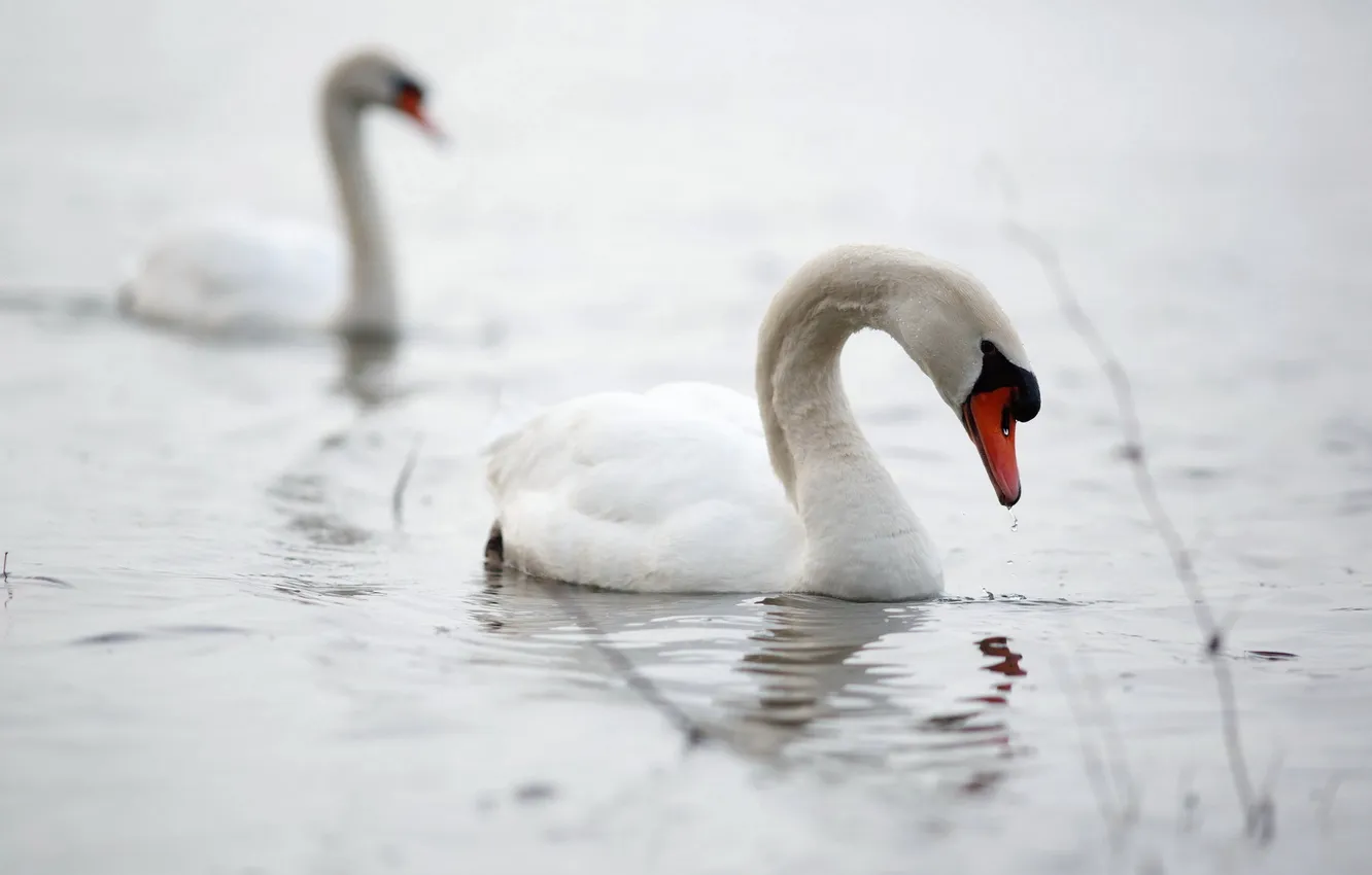 Photo wallpaper nature, lake, swans