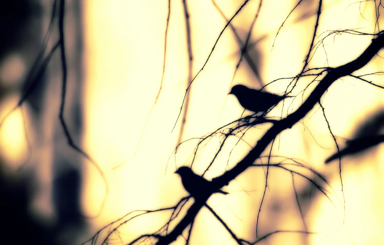 Photo wallpaper branches, branch, sunlight, birds nature