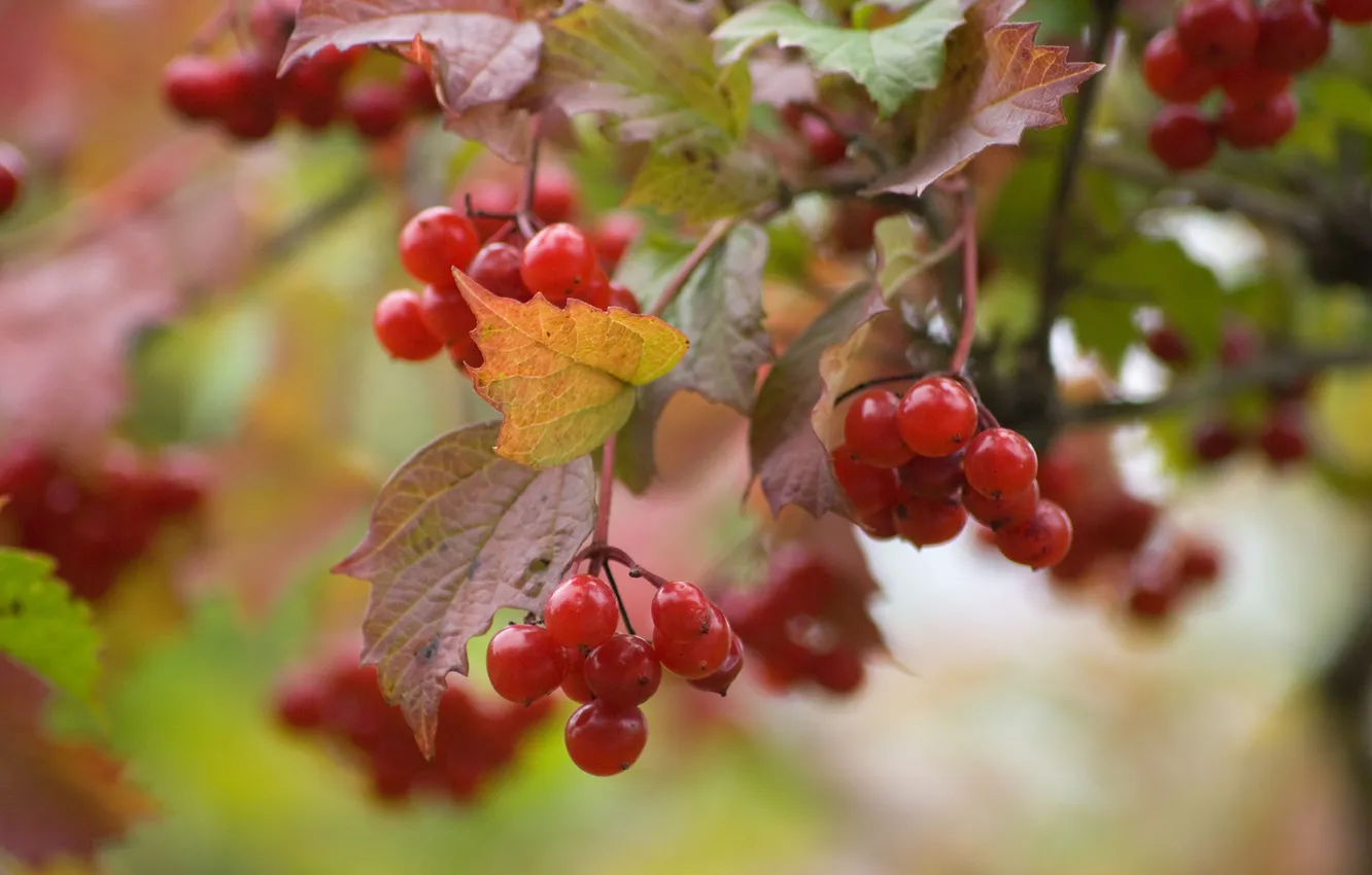 Photo wallpaper red, berries, Kalina, Viburnum