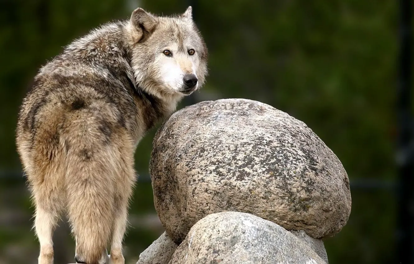 Photo wallpaper animals, nature, animal themes, animal wildlife, brown and black wolf