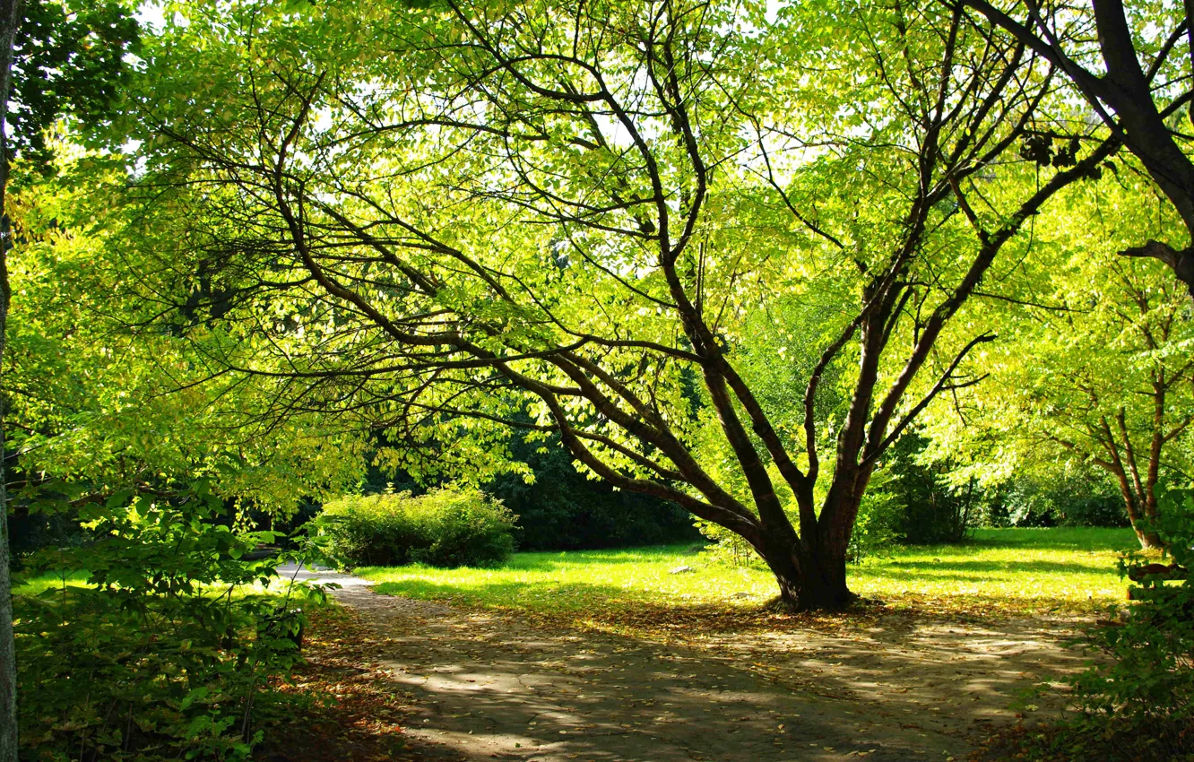 Photo wallpaper summer, leaves, trees, nature, Park, earth, romance, plant