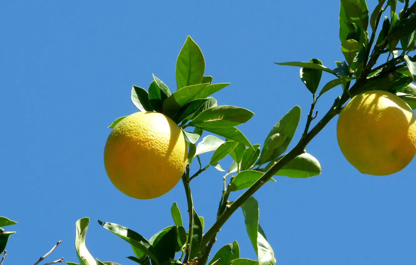 Photo wallpaper the sky, leaves, macro, branches, food, fruit, grapefruit