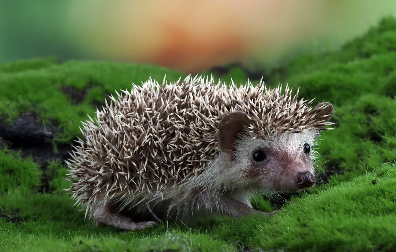 Photo wallpaper look, nature, moss, muzzle, hedgehog, bokeh, hedgehog