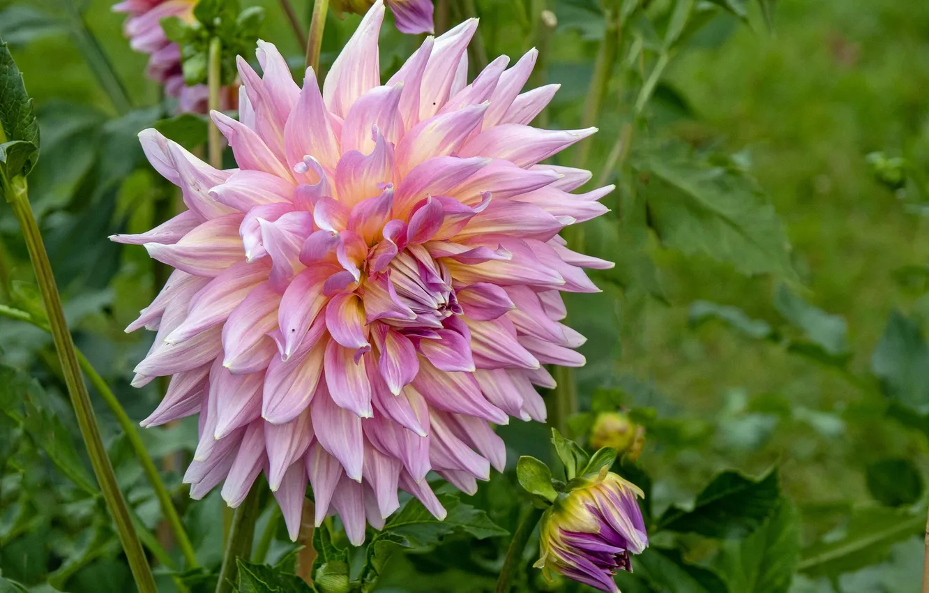 Photo wallpaper flower, buds, Dahlia