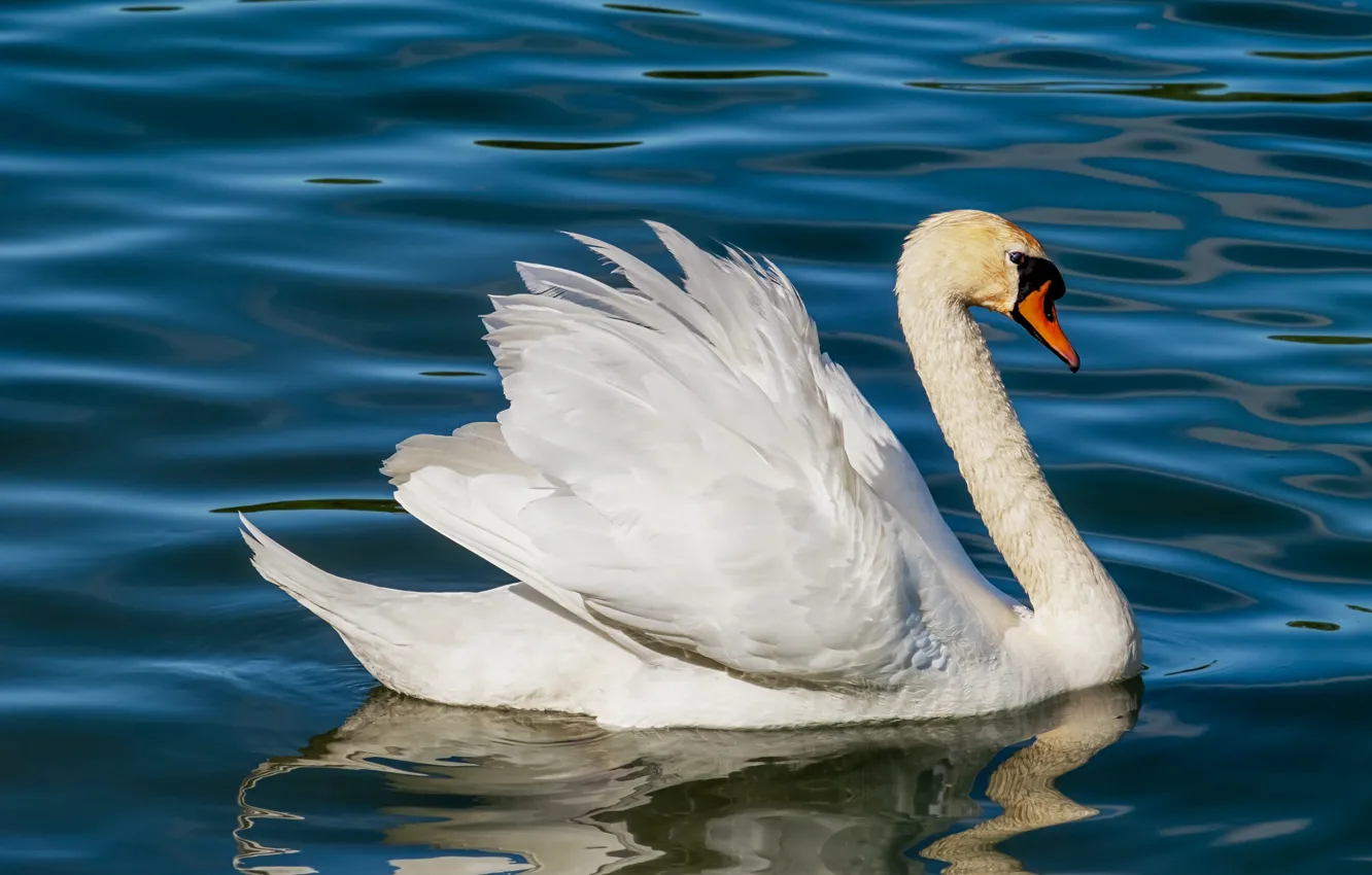 Photo wallpaper water, bird, beak, swans, neck
