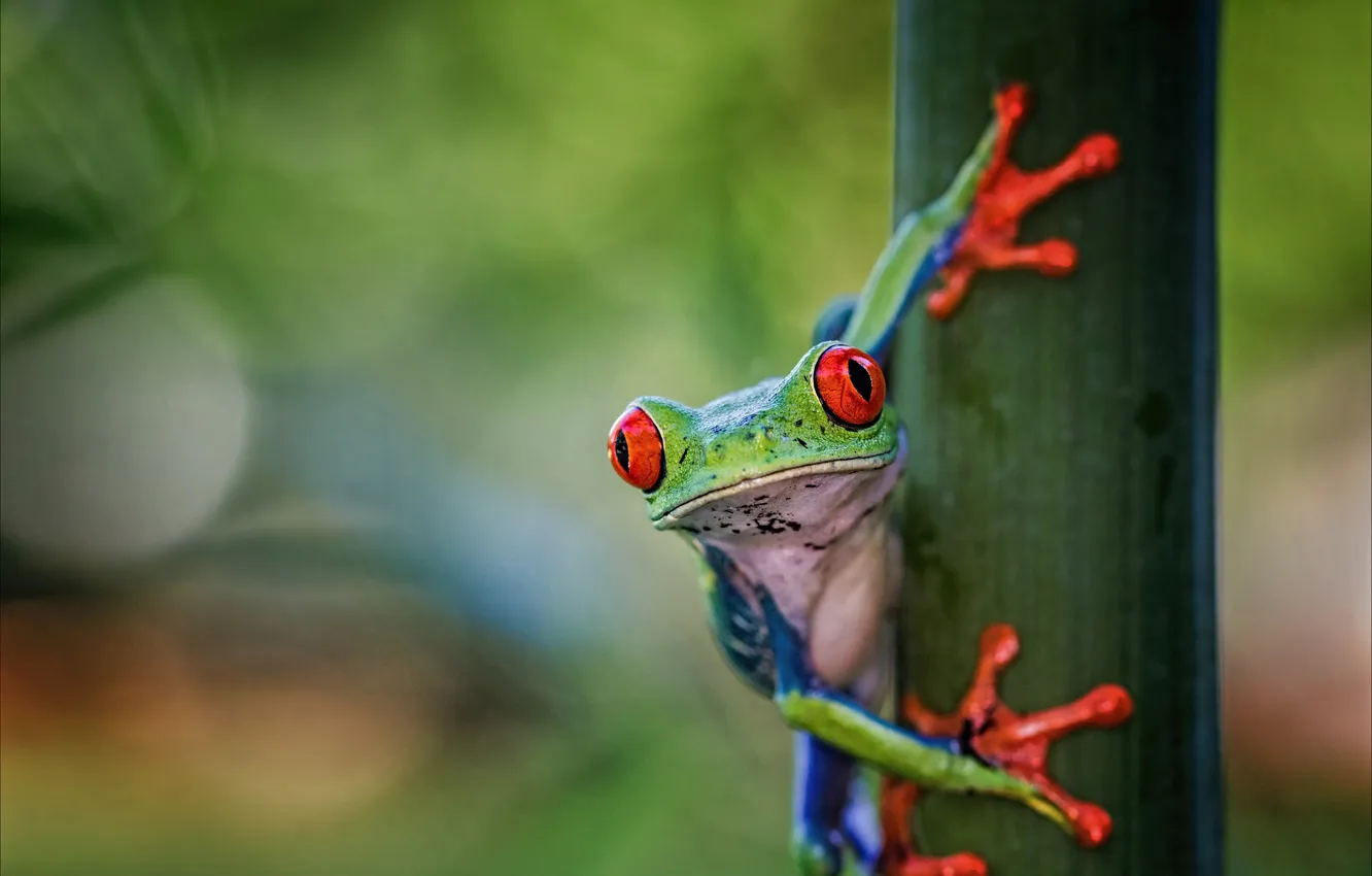 Photo wallpaper look, pose, frog, legs, branch, stem, green background, bokeh