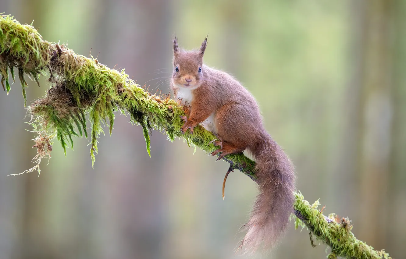 Photo wallpaper trees, branches, nature, moss, protein, red, bokeh