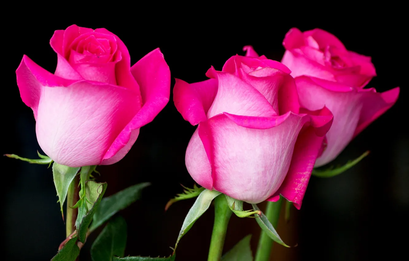 Photo wallpaper roses, pink, buds