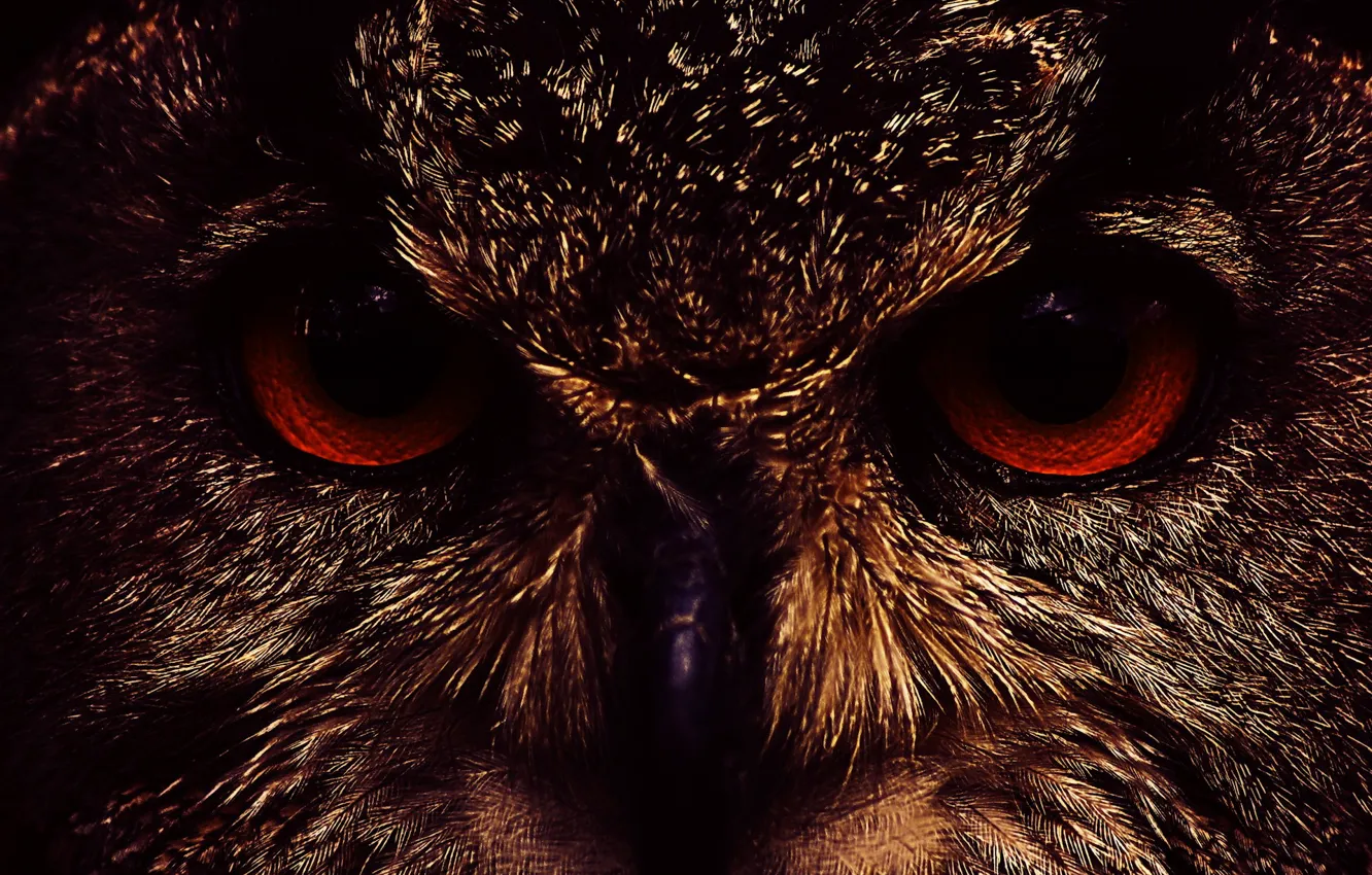 Photo wallpaper eyes, face, Owl, 158