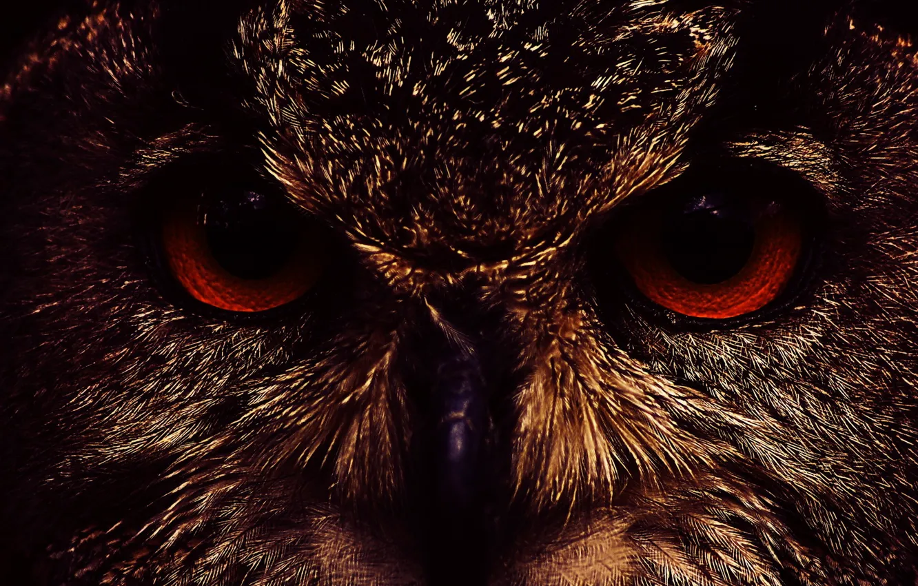 Photo wallpaper eyes, face, owl, 158