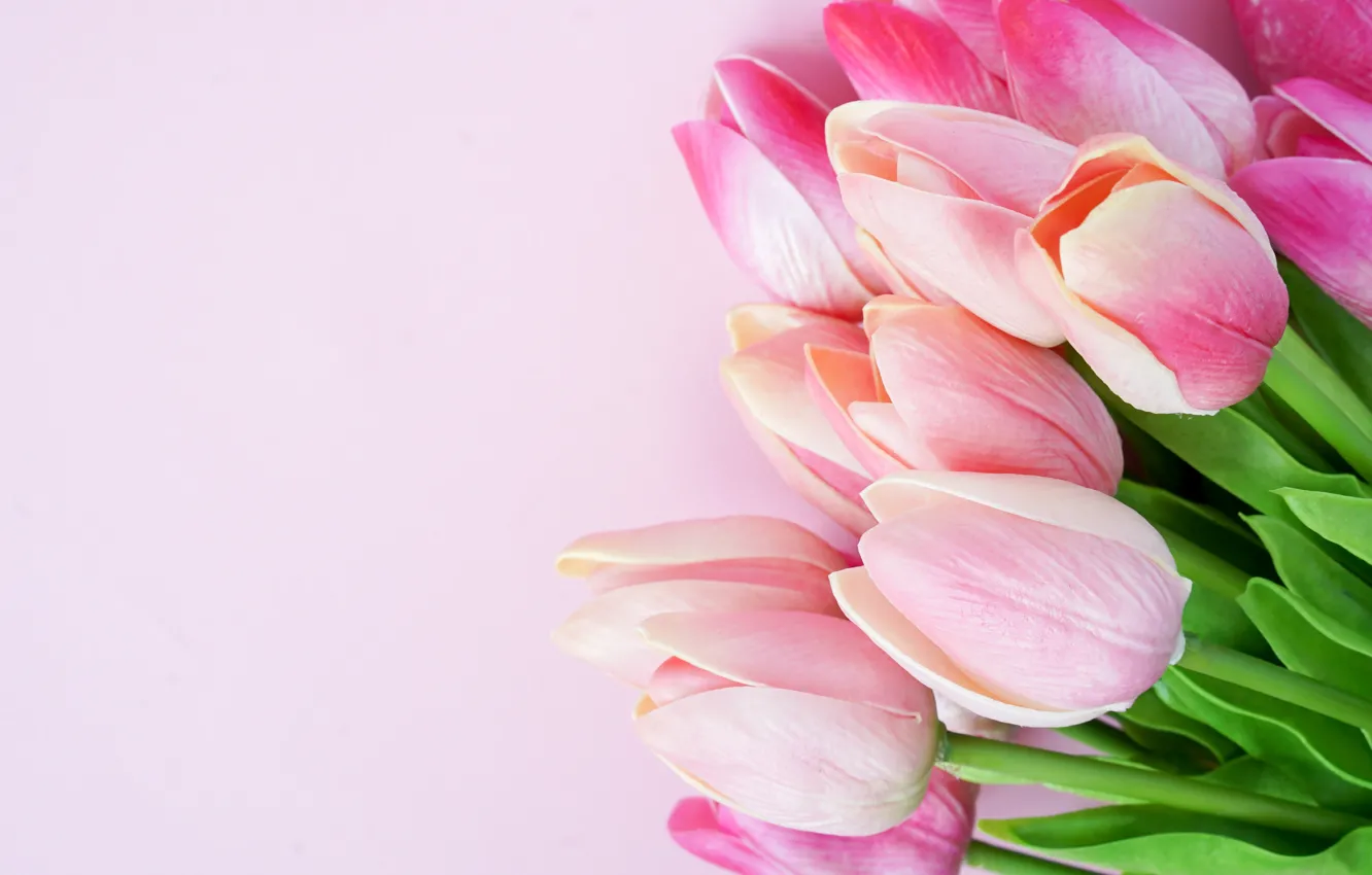 Photo wallpaper flowers, tulips, pink, pink, flowers, tulips