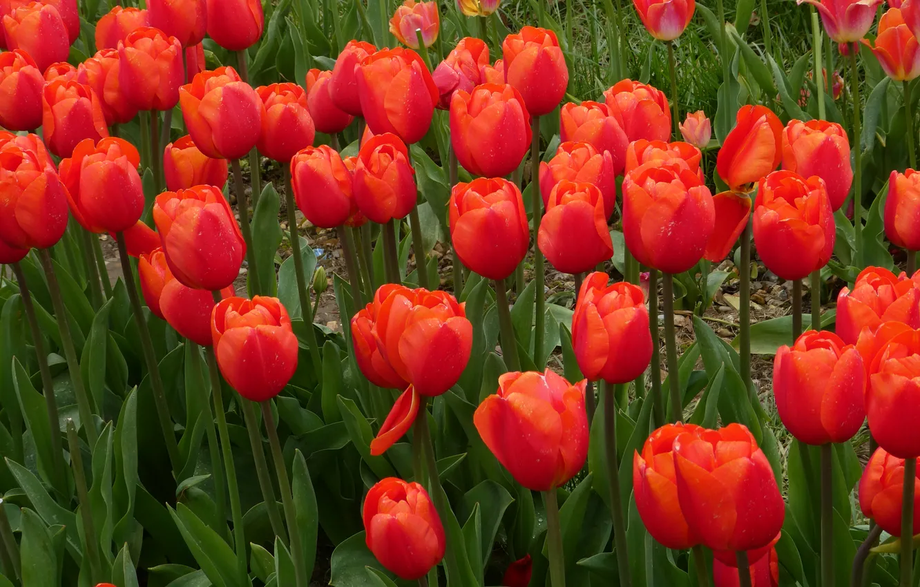 Photo wallpaper flowers, red, spring, garden, tulips, buds, flowerbed