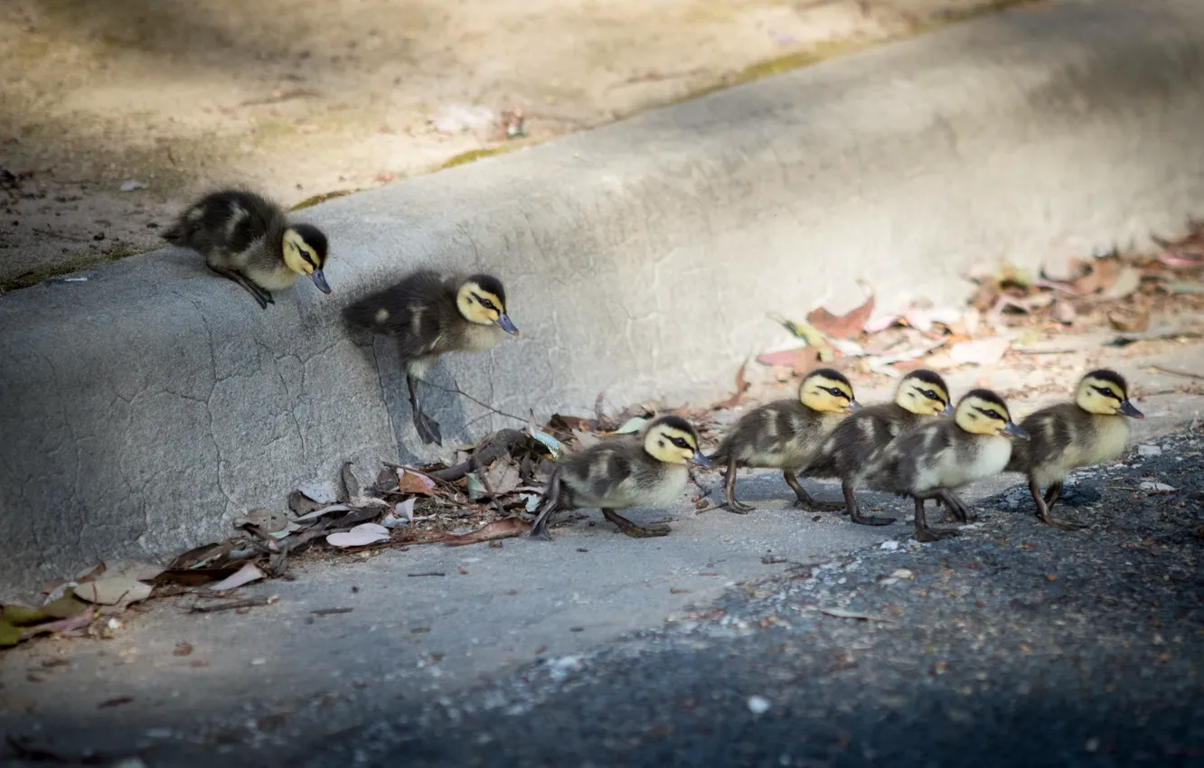 Photo wallpaper street, duck, hike