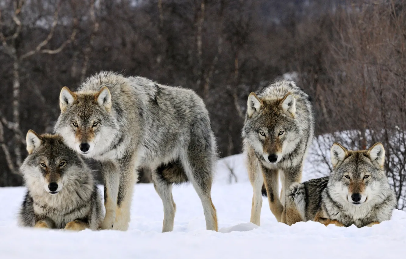 Photo wallpaper winter, look, snow, predator, pack, wolves, beast