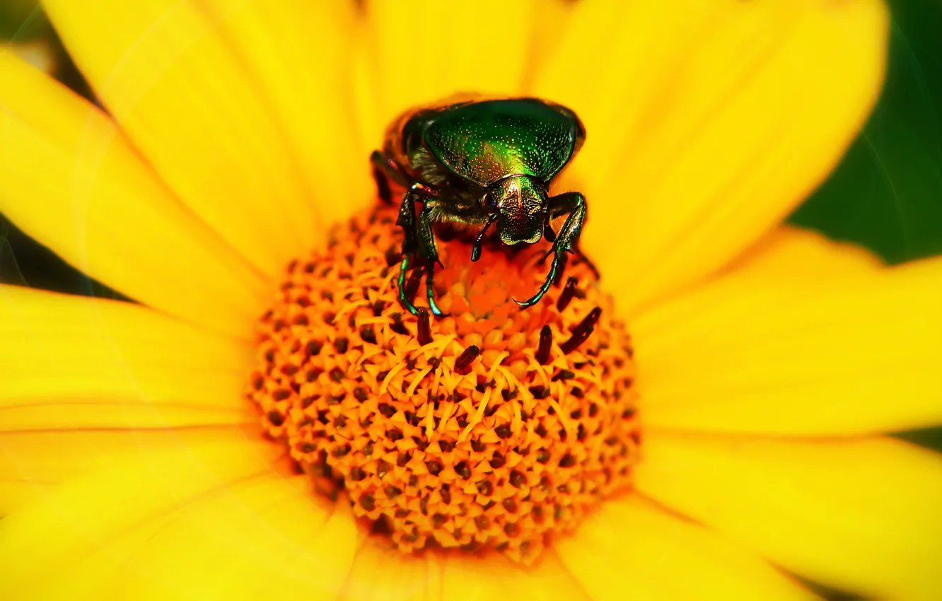 Photo wallpaper flower, summer, macro, yellow, green, background, beetle, petals