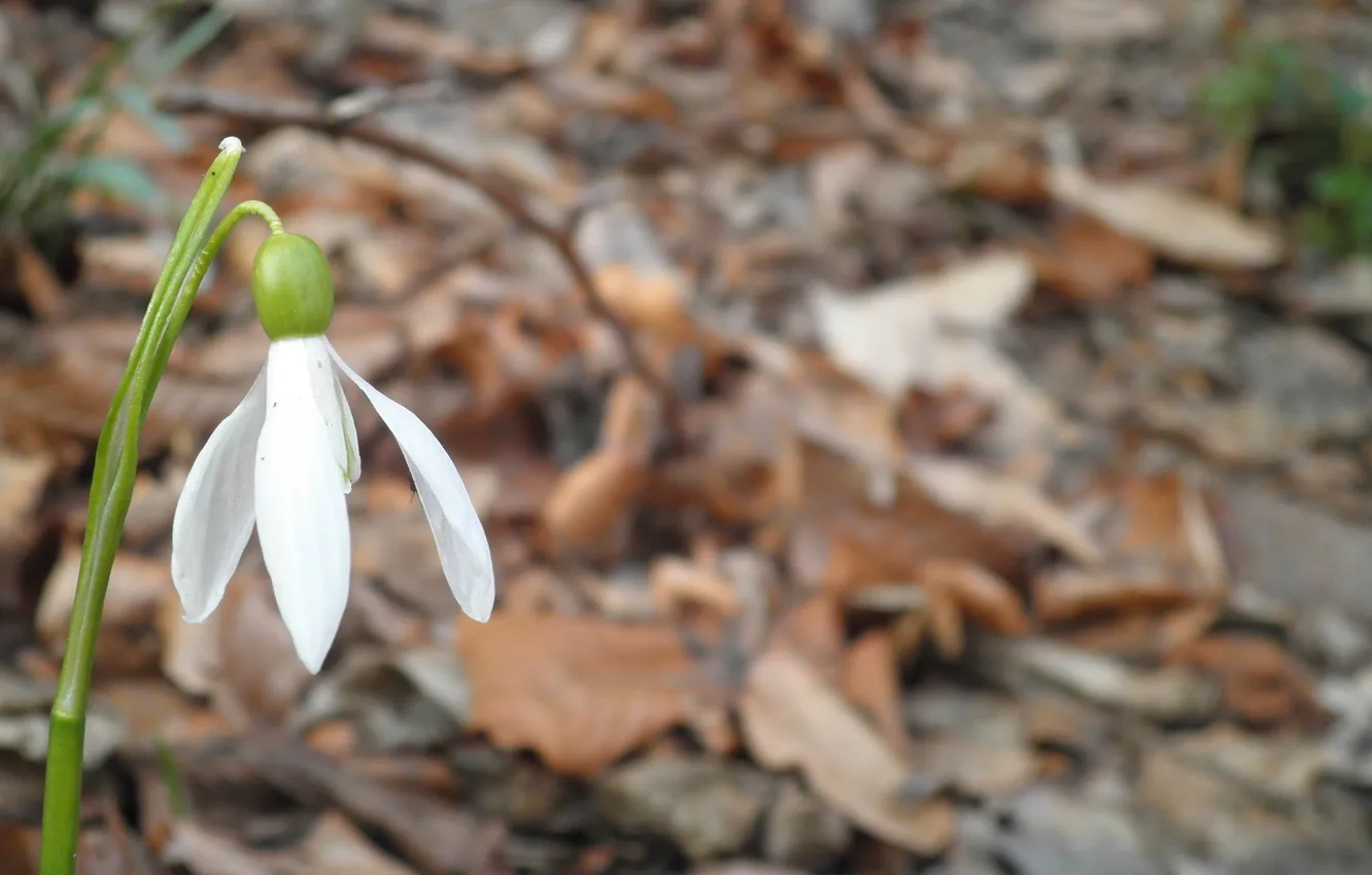 Photo wallpaper forest, flower, butterfly, snowdrop