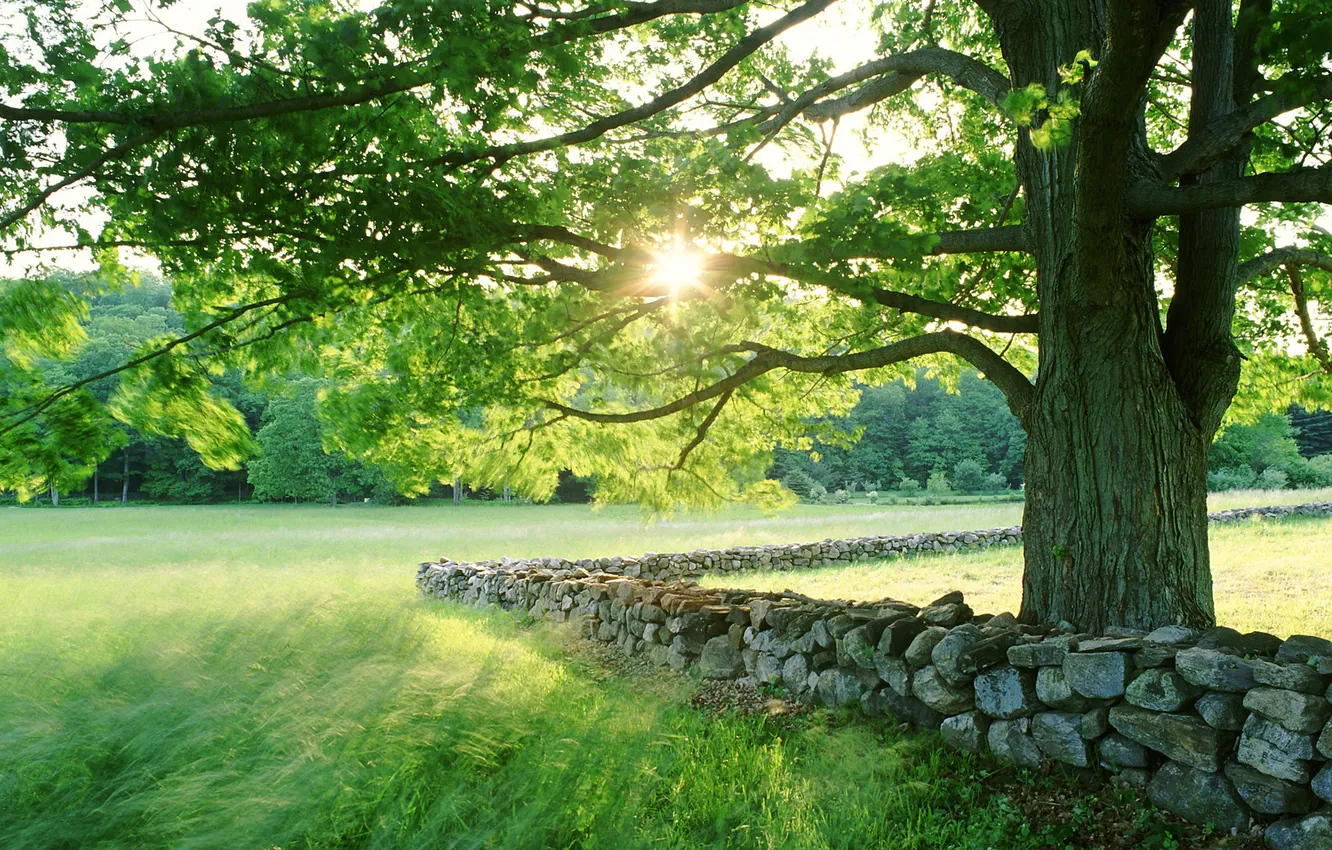 Photo wallpaper grass, leaves, the sun, light, landscape, nature, stones, tree