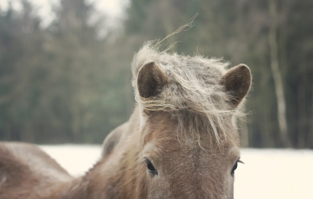Photo wallpaper eyes, horse, horse