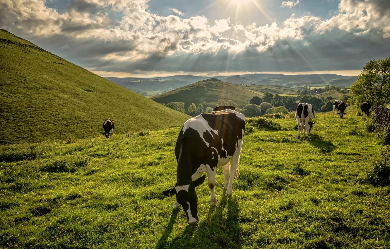 Photo wallpaper rays, landscape, nature, hills, cows, pasture, meadow