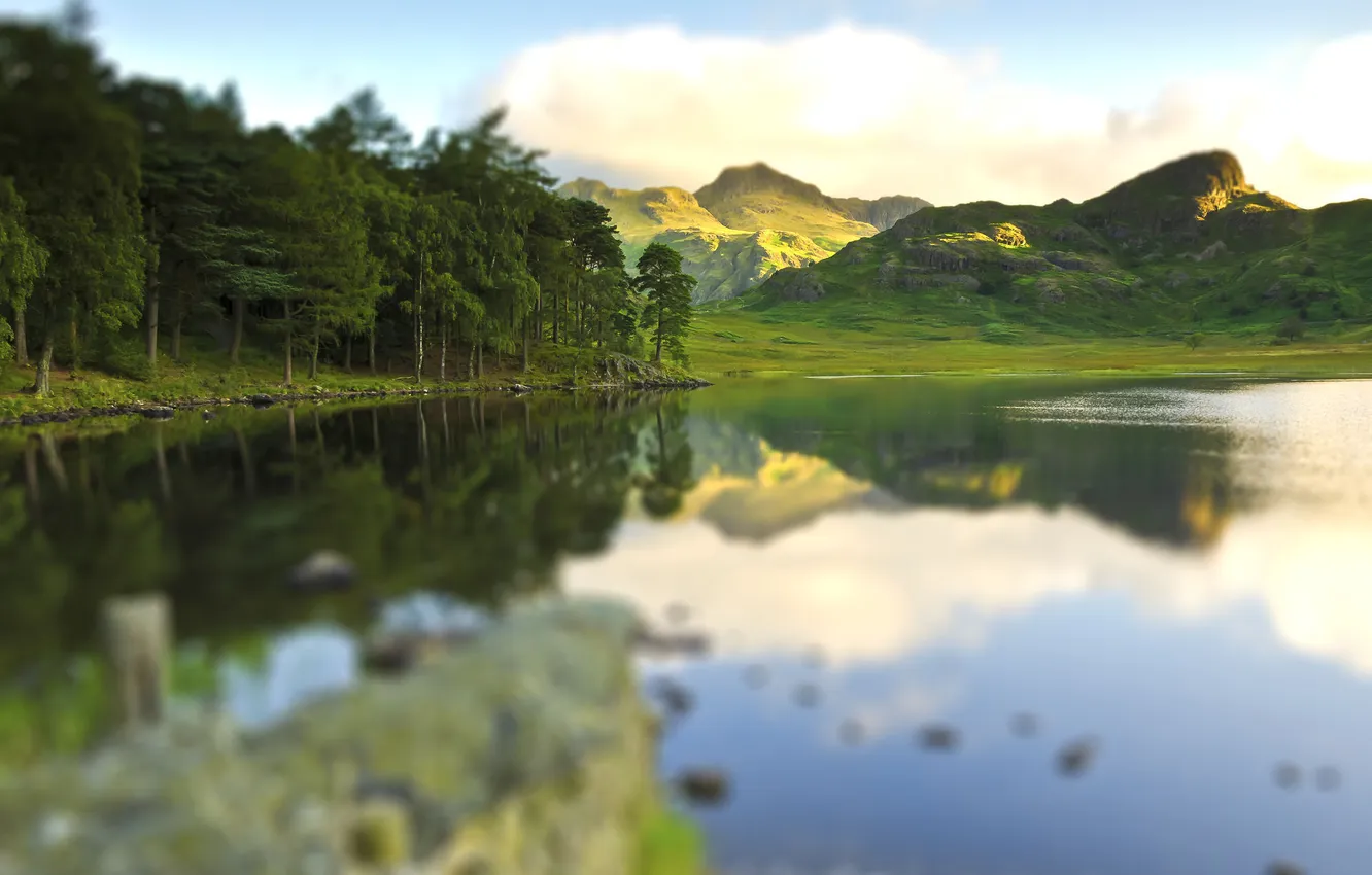 Photo wallpaper greens, trees, landscape, nature, tilt-shift