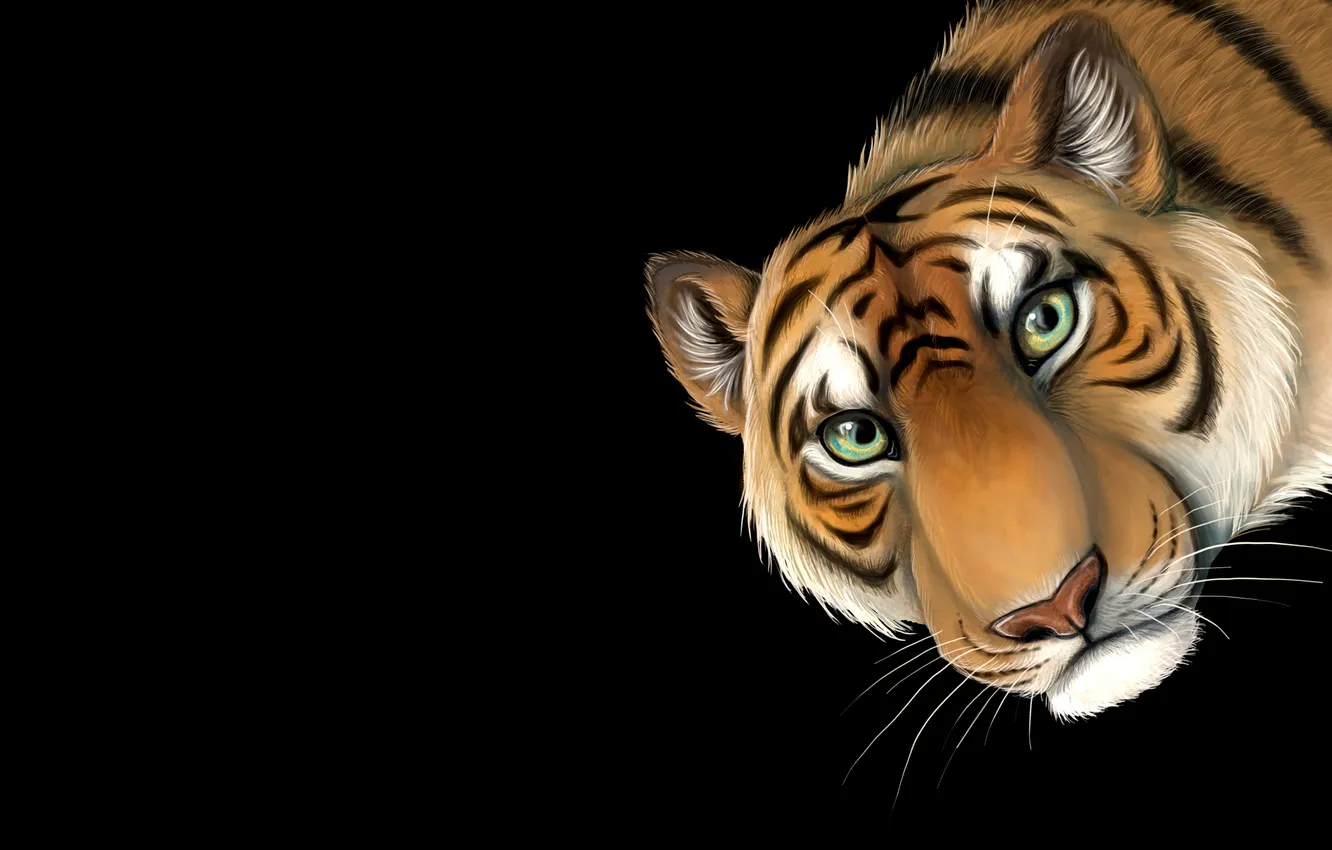 Photo wallpaper face, tiger, minimalism, head, tiger, baleen