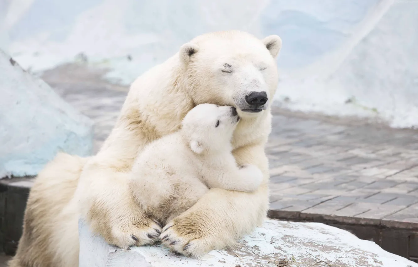 Photo wallpaper white, baby, bear, bear, polar