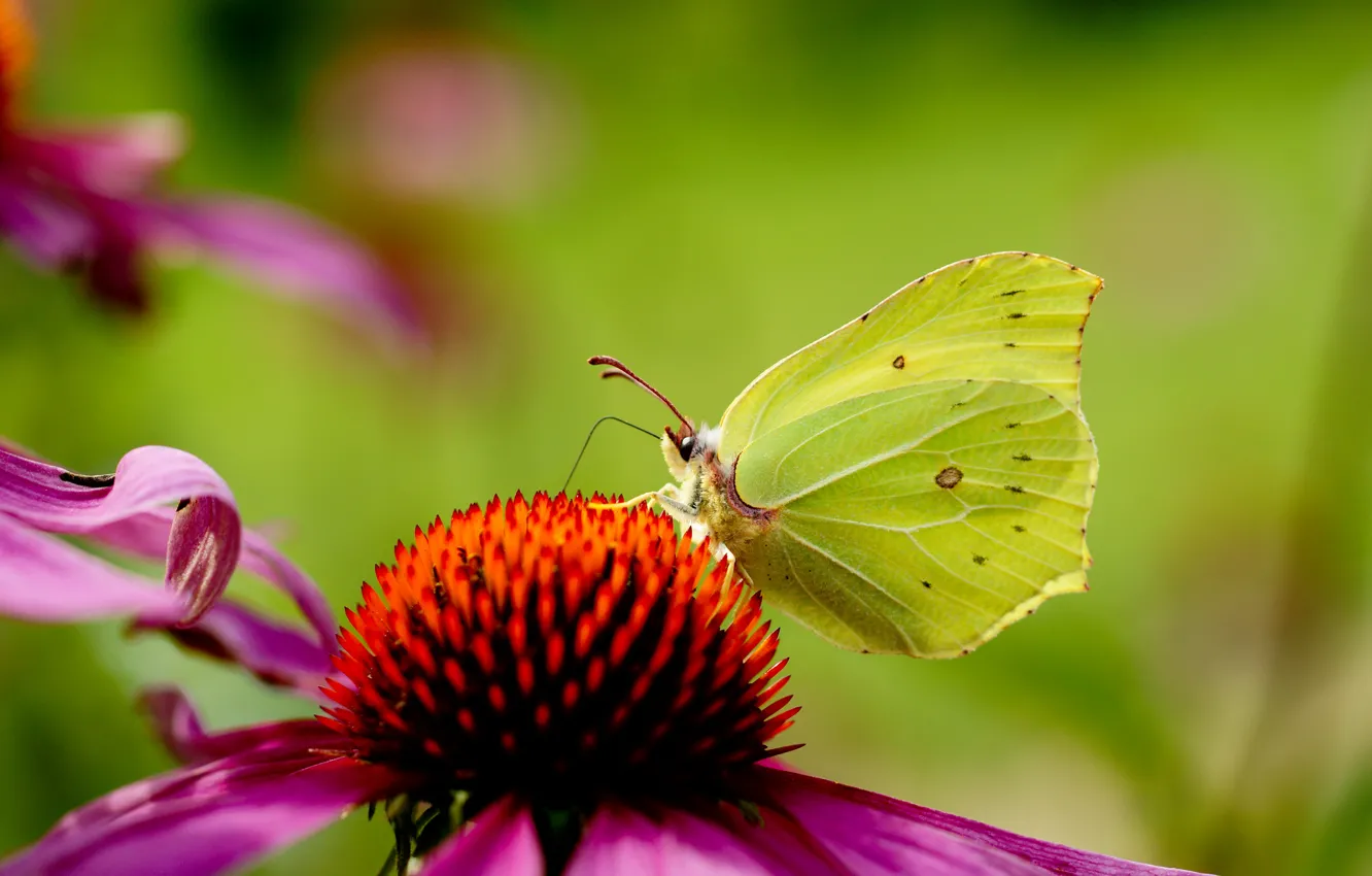 Photo wallpaper flowers, background, butterfly, pink, Echinacea