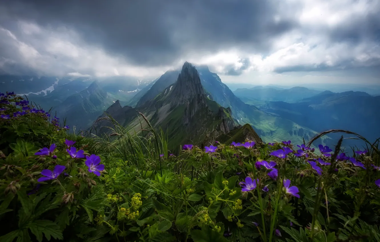 Wallpaper the sky, flowers, mountains for mobile and desktop, section ...