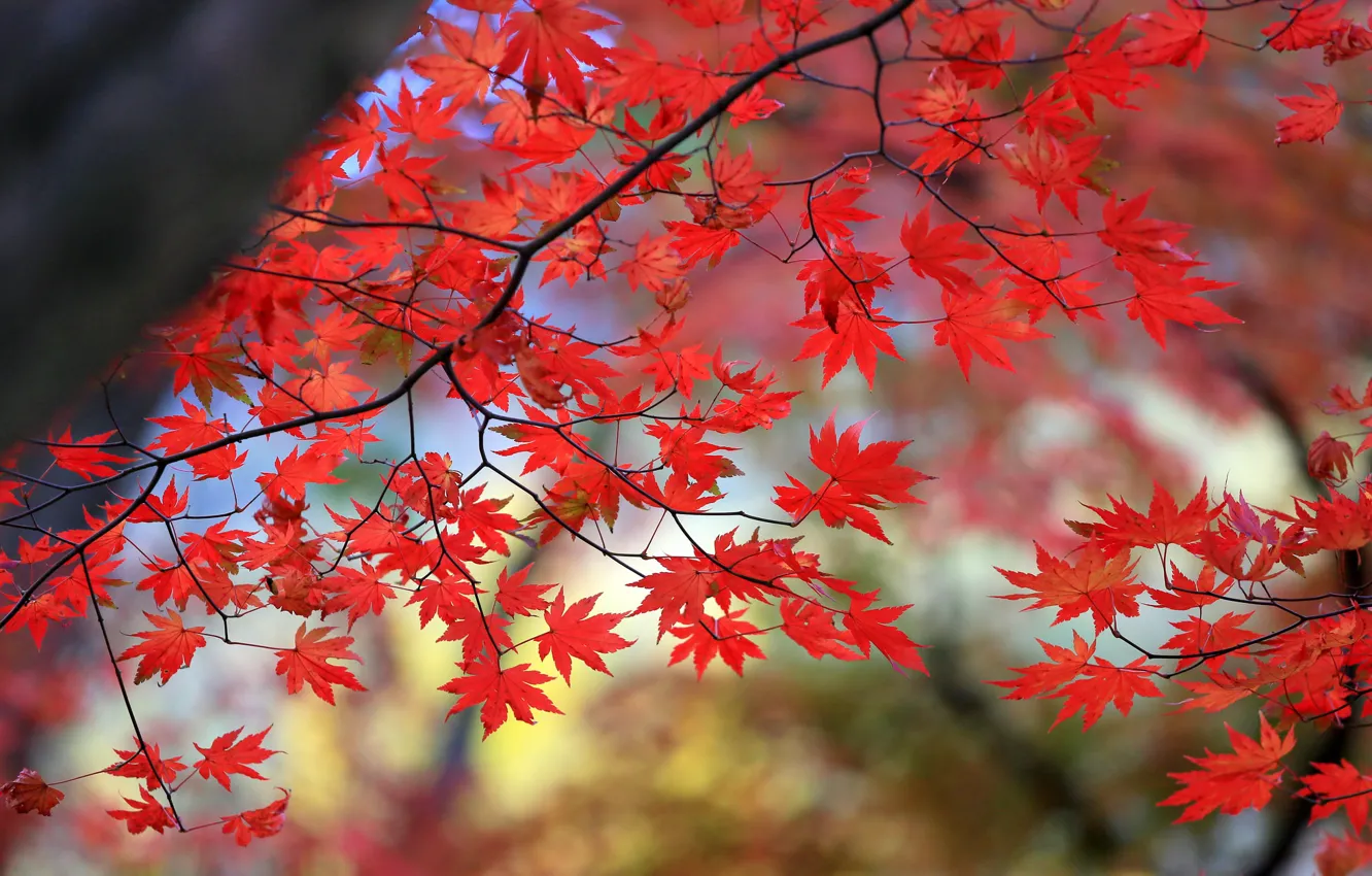 Photo wallpaper autumn, leaves, tree, branch, maple, the crimson