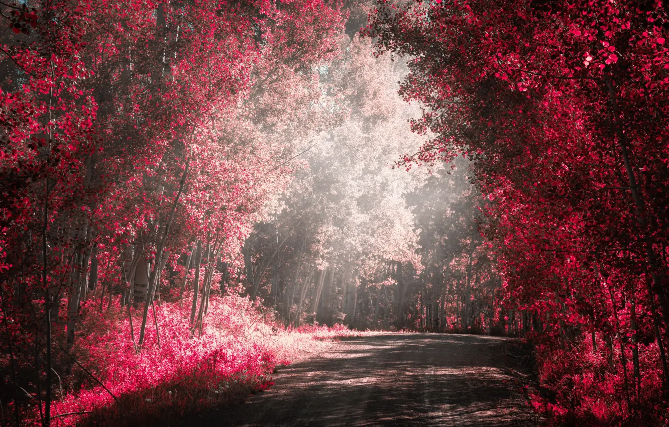 Photo wallpaper road, forest, paint, filter