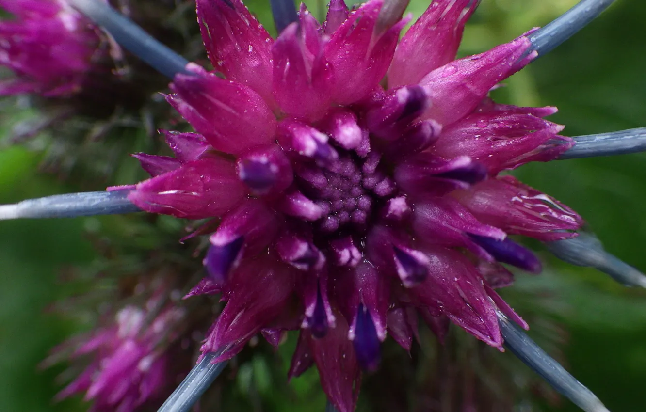 Photo wallpaper macro, nature, flower