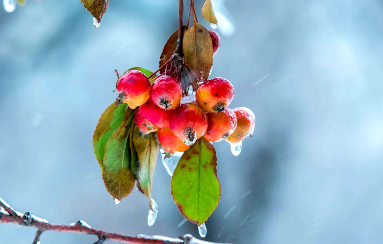 Photo wallpaper autumn, nature, apples