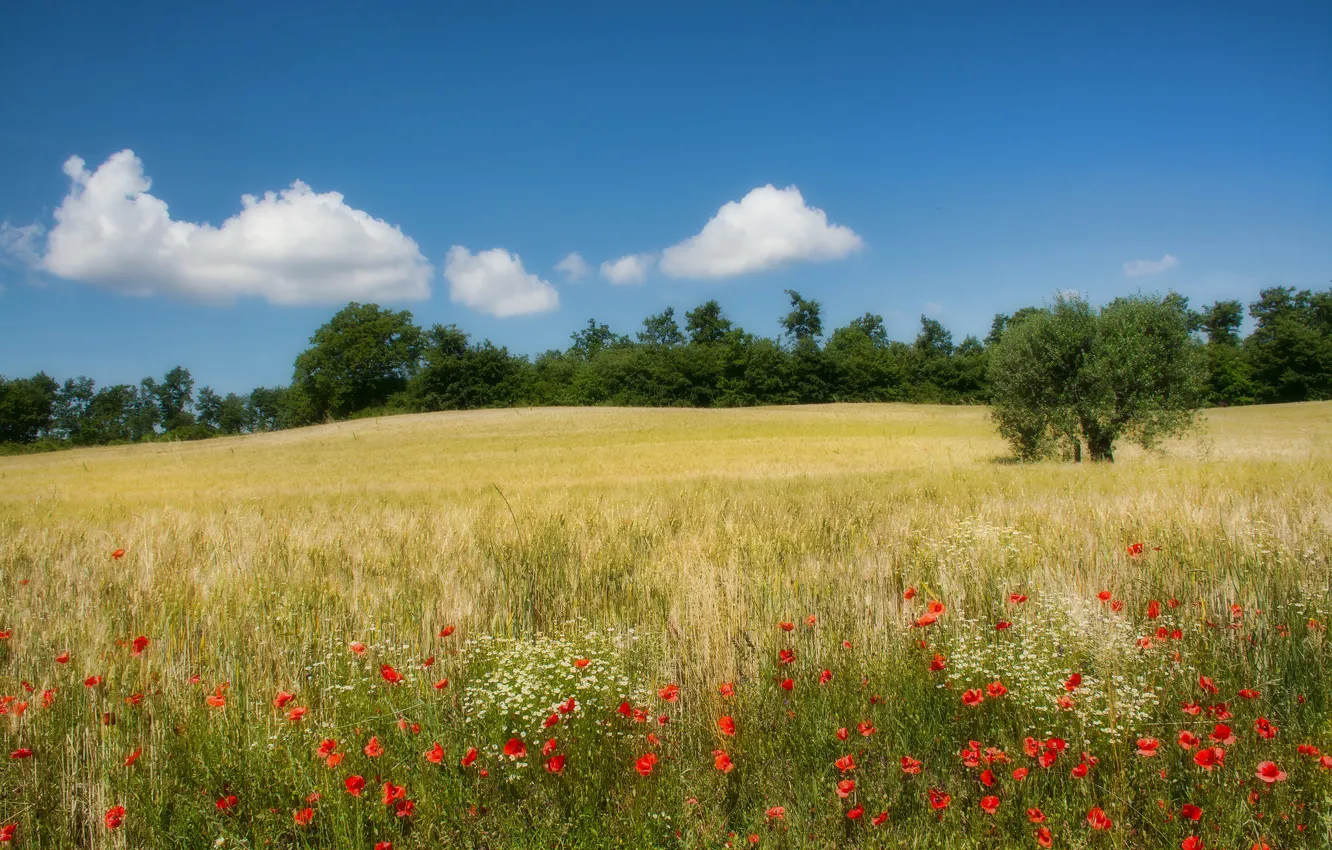 Photo wallpaper field, trees, flowers, Maki, Italy, Campagna