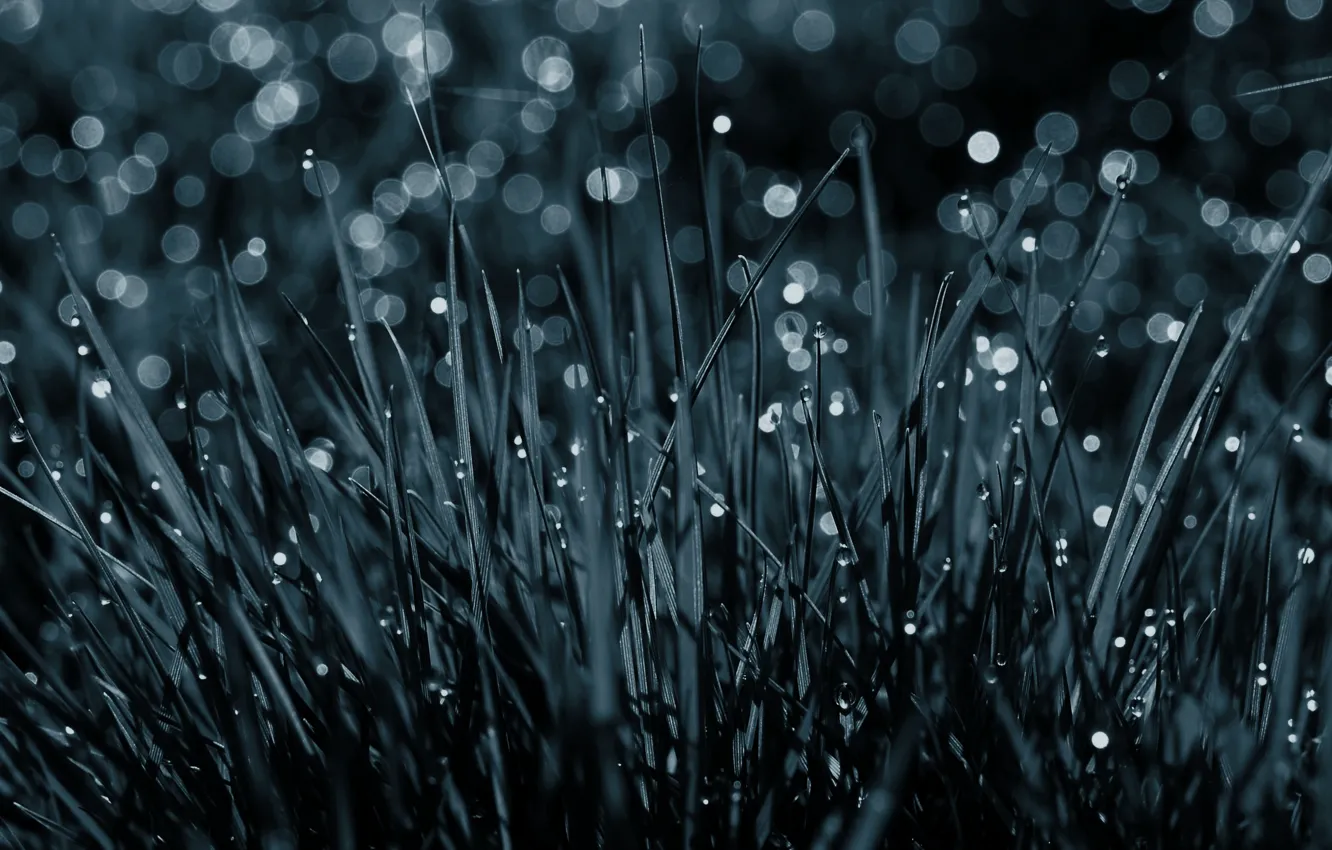 Photo wallpaper grass, drops, without color