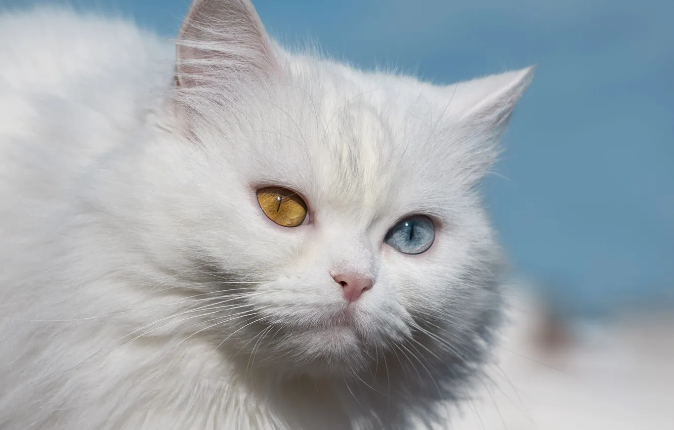 Photo wallpaper cat, white, cat, portrait, different eyes, Persian