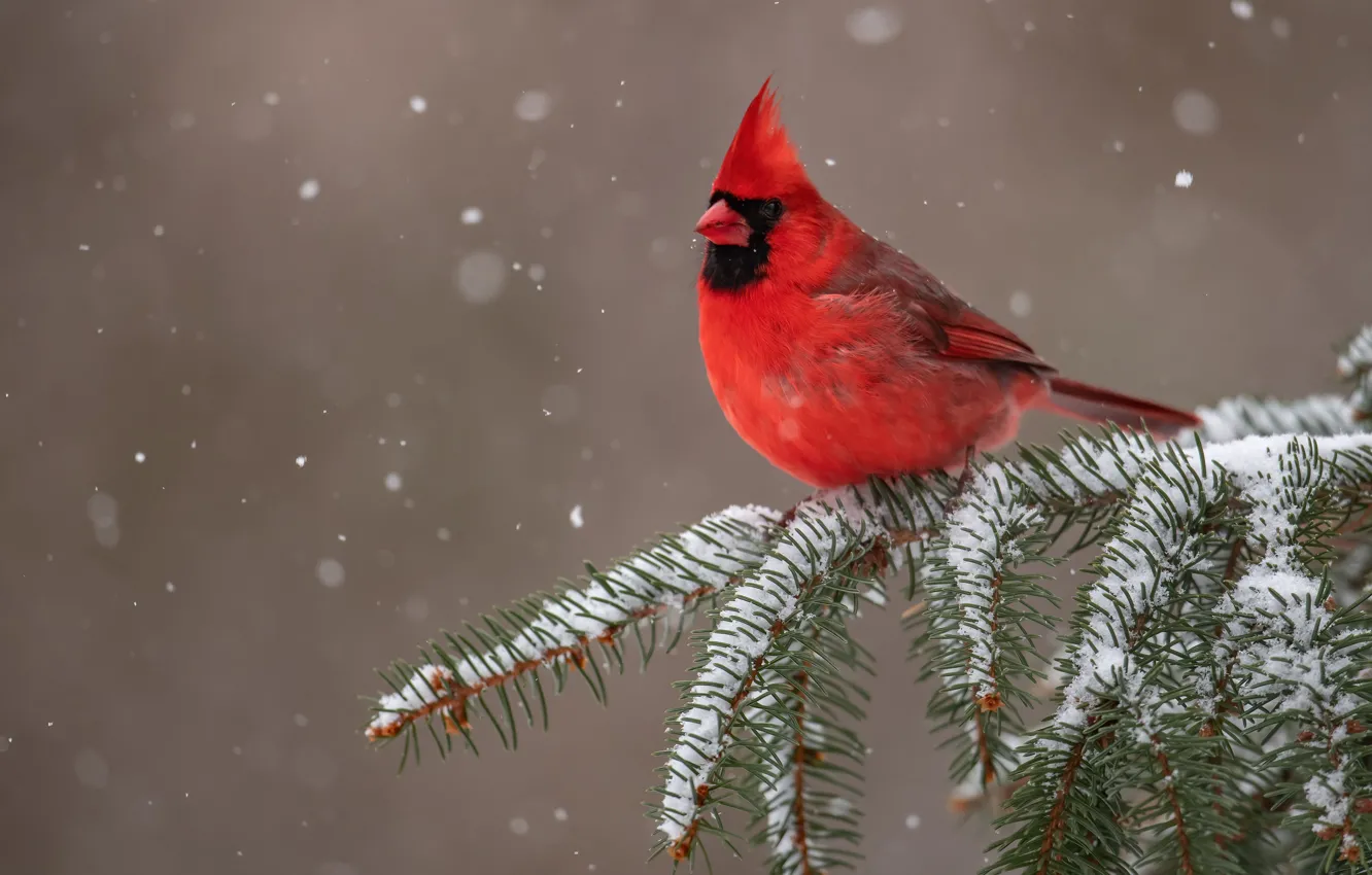 Photo wallpaper snow, branches, background, bird, red cardinal