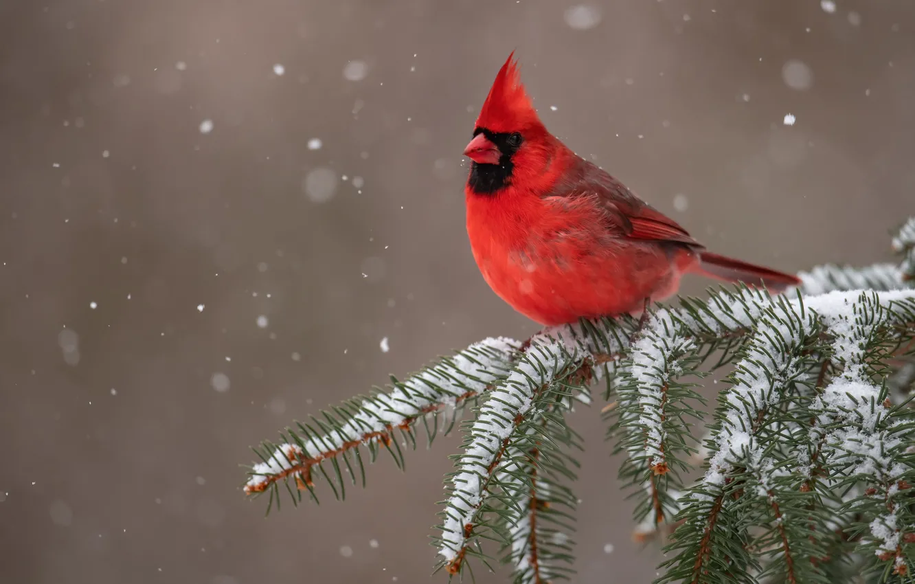 Photo wallpaper snow, background, bird, branch, Red cardinal