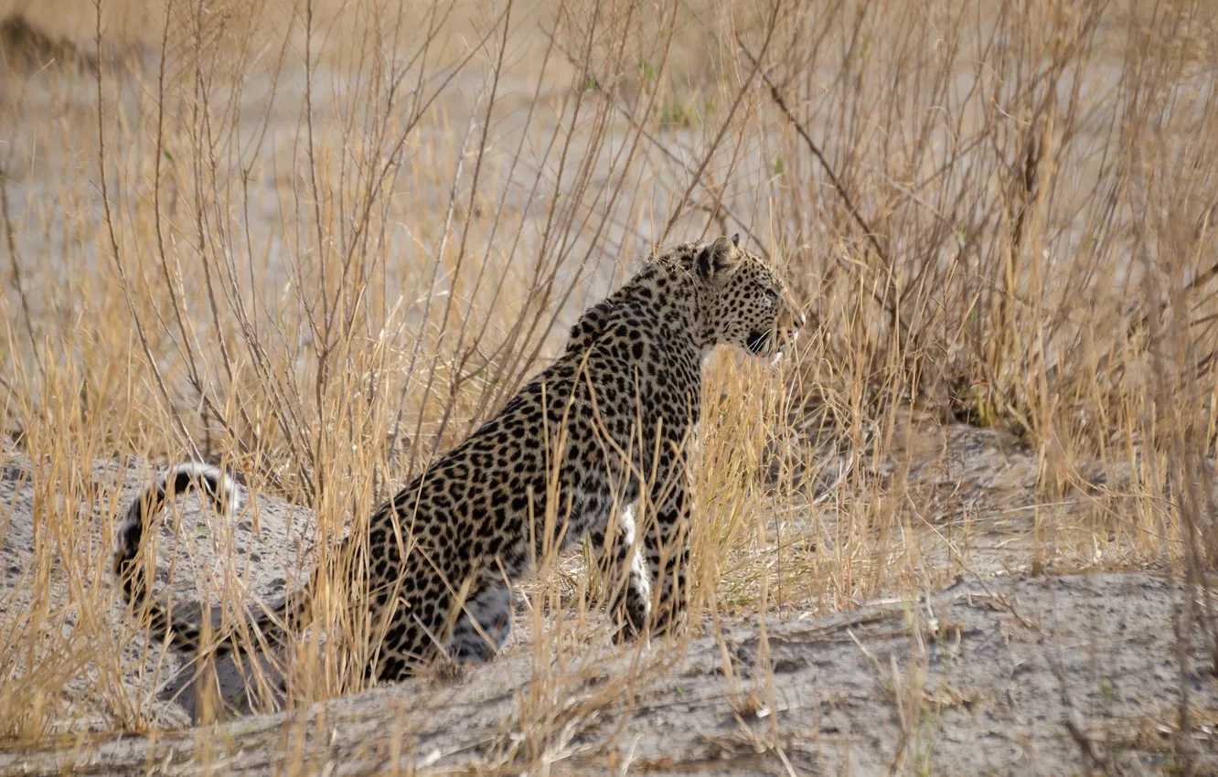 Photo wallpaper predator, leopard, grace, Africa, wild cat