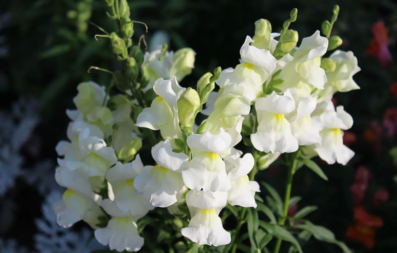 Photo wallpaper summer, macro, plant, flora, snapdragons, garden flowers