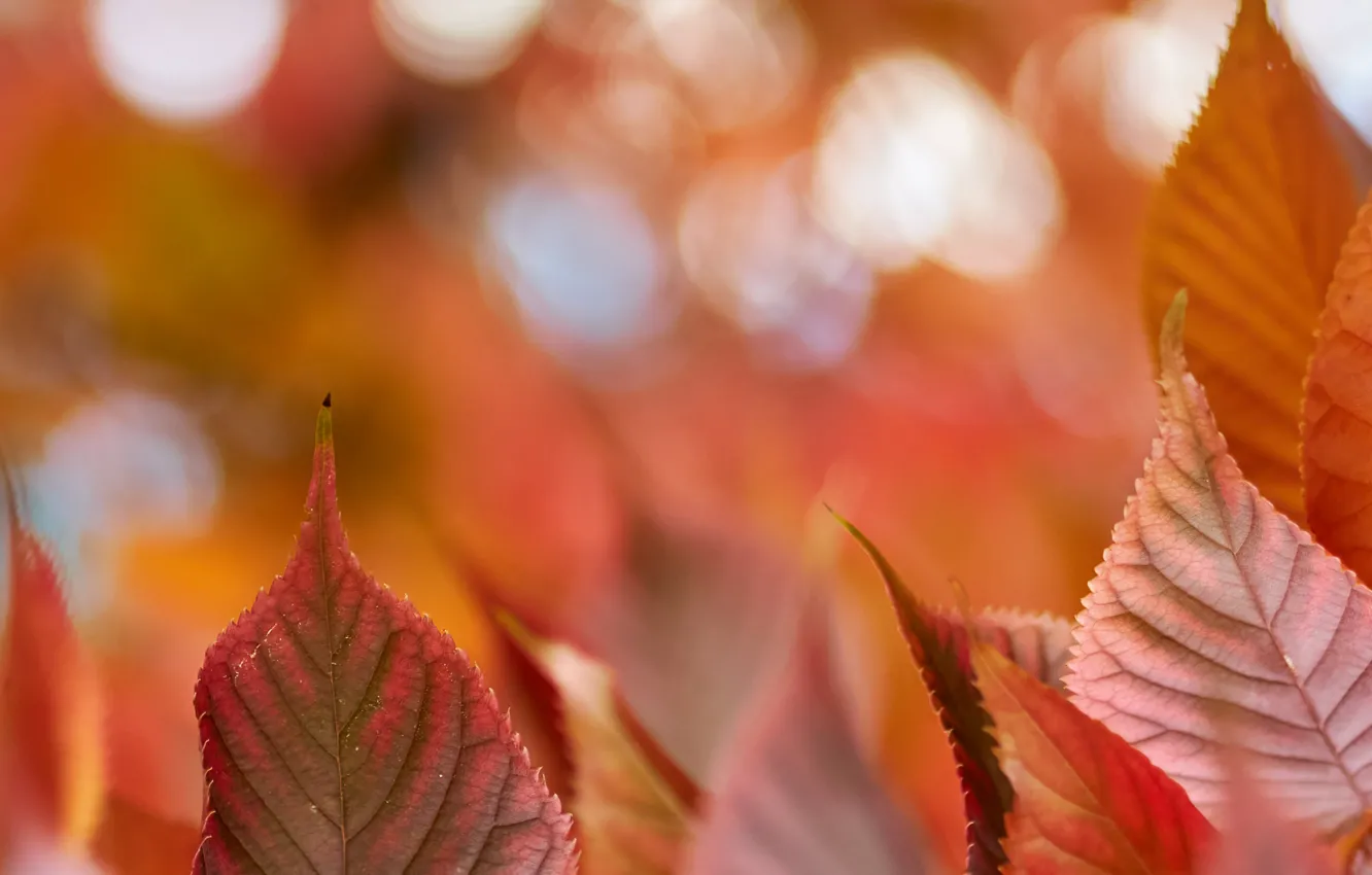 Photo wallpaper autumn, leaves, macro