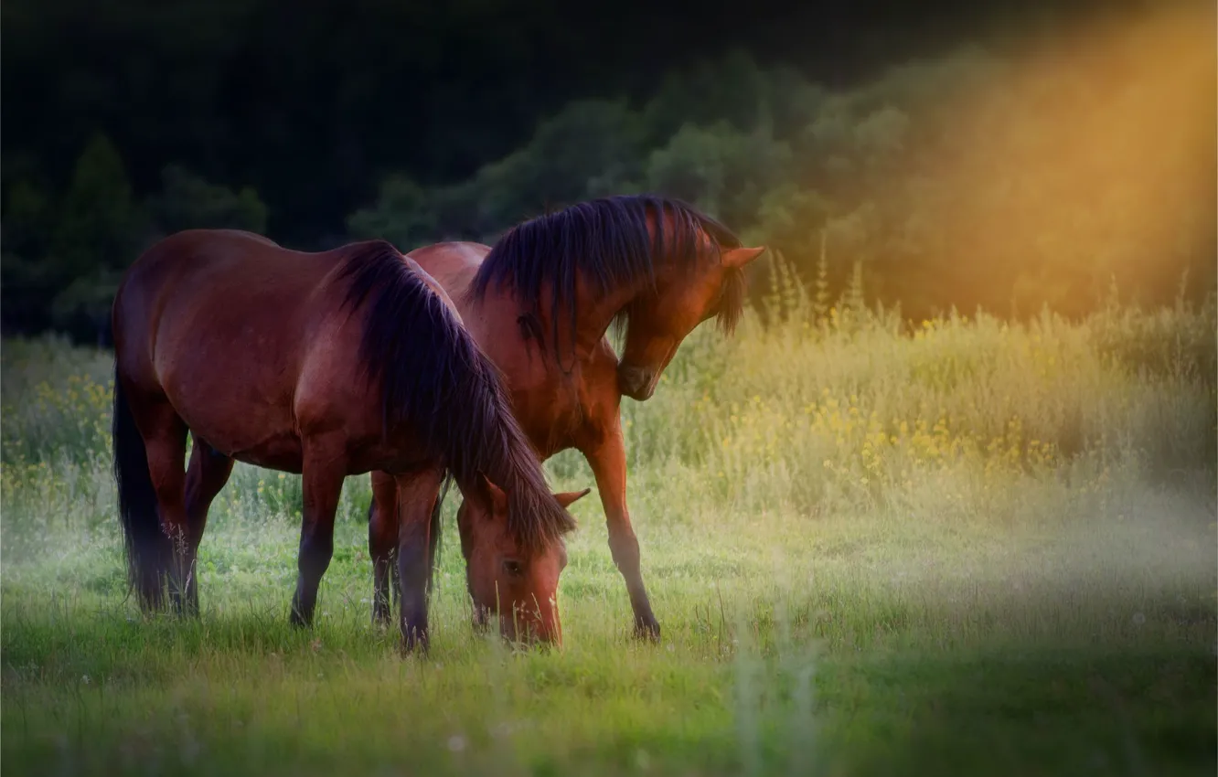 Photo wallpaper rays, horse, brown, grazing, in the meadow