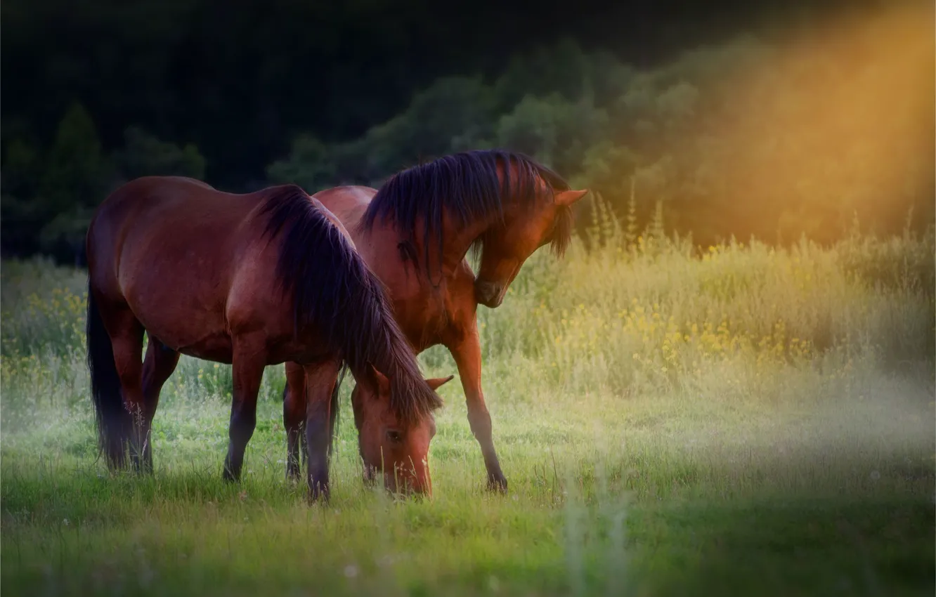 Photo wallpaper rays, Horse, brown, grazing, in the meadow