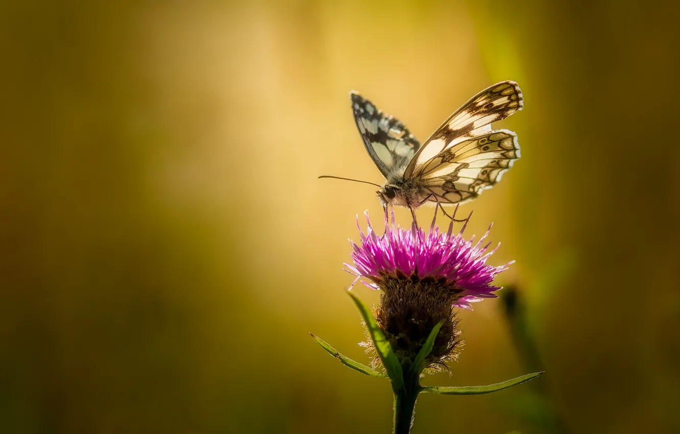 Photo wallpaper flower, summer, macro, background, butterfly