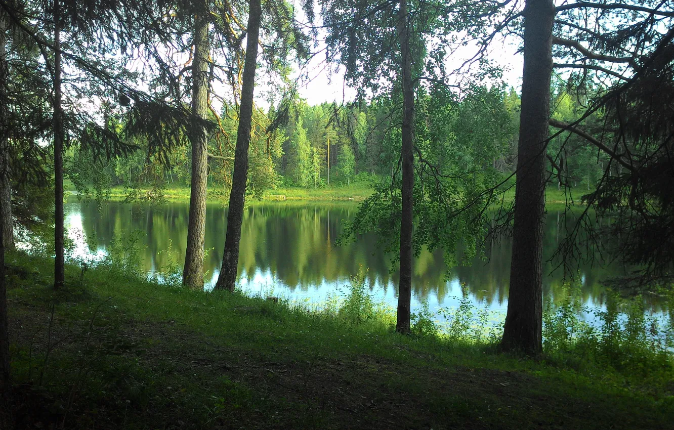 Photo wallpaper greens, forest, lake