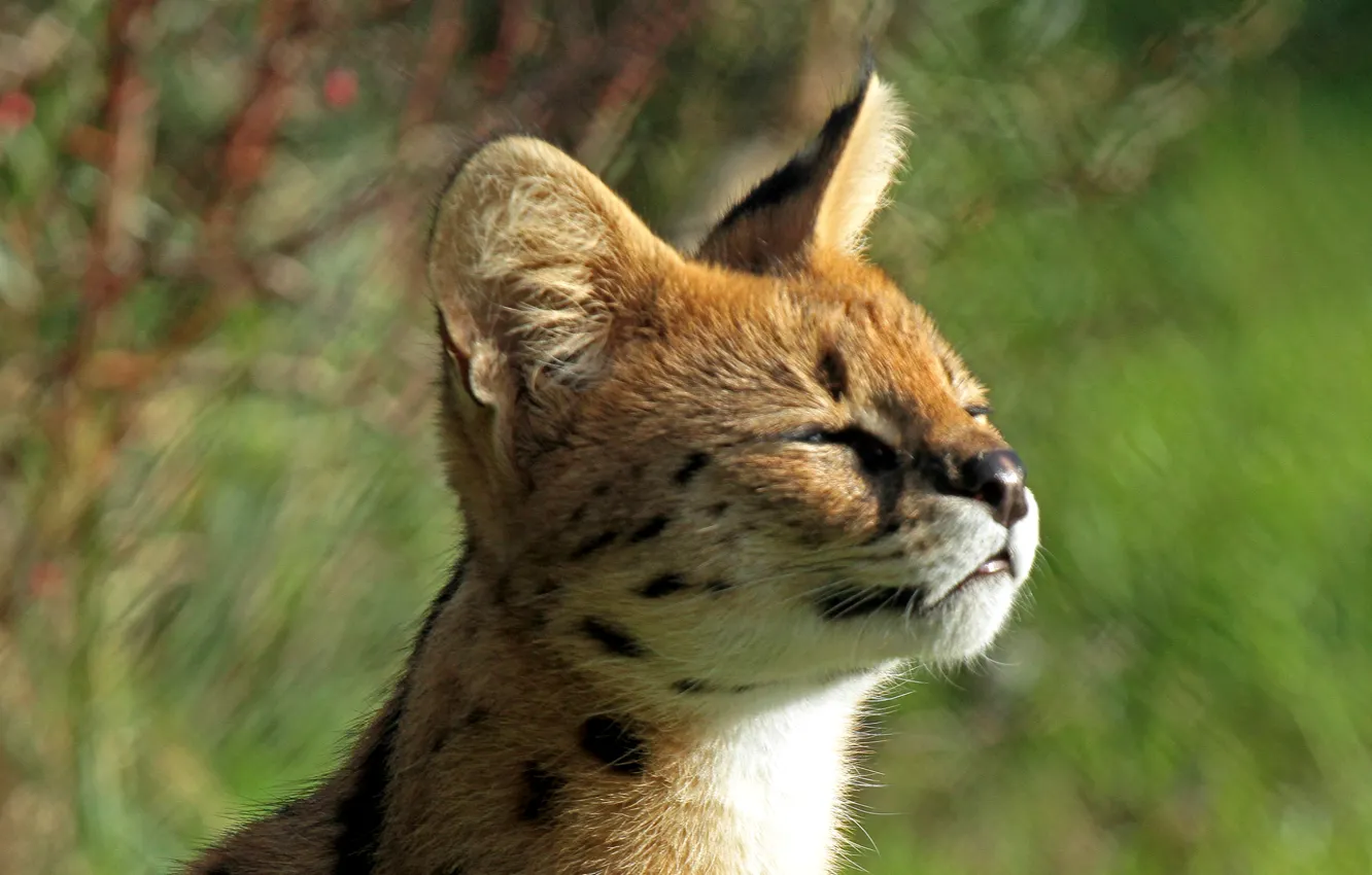 Photo wallpaper baby, muzzle, profile, kitty, baldeet, Serval, Bush cat, Leptailurus serval
